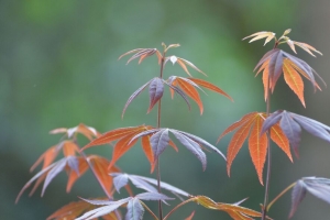 日本枫 树枝 树叶 植物 宏观 4k壁纸 3840x2160