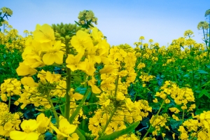 油菜花  油菜花田  黄花