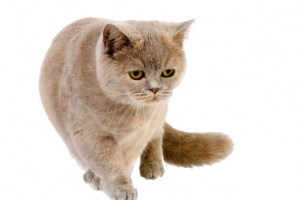 凶恶的猫咪