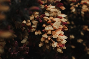花 灌木 植物 开花 4k壁纸 3840x2160