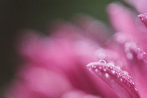 花瓣 水滴 粉红色 花 模糊 宏观 4k壁纸 3840x2160