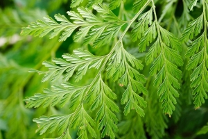  davallia canarensis 植物 叶子 宏观 绿色 4k壁纸 3840x2160