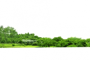 绿色植物
