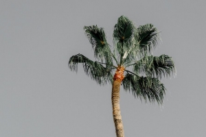 棕榈树 树 天空 自然 极简主义 4k壁纸 3840x2160