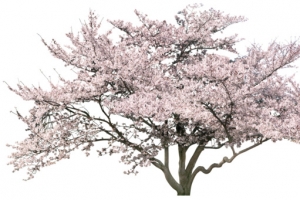 免抠樱花树植物