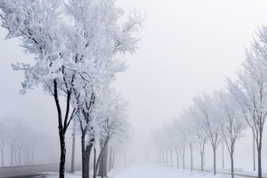 冬季雪景