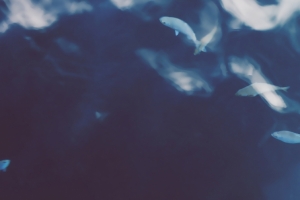 海洋鱼唯美艺术设计3440x1440壁纸