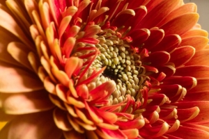 菊花 花 宏 花瓣 红色 4k壁纸 3840x2160