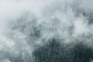 烟雾缭绕的树林背景图片