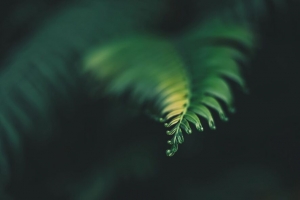 植物 叶子 雕刻 模糊 绿色 4k壁纸 3840x2160