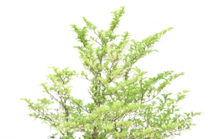 手绘植物绿植花树