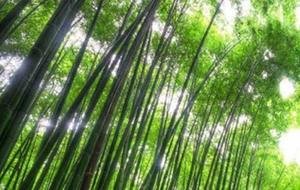 清新大气竹林淘宝海报背景