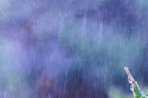 雨露节气背景