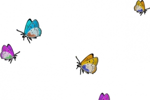 蝴蝶漂浮