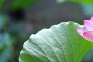 粉红色荷花3440x1440壁纸