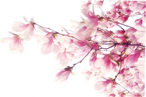 桃花上边角png素材
