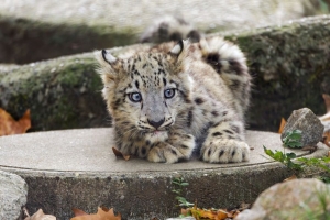 雪豹 小猫 幼崽 野生动物 动物 混凝土 4k壁纸 3840x2160