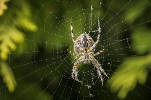  araneus diadematus 蜘蛛 网络 欧洲花园蜘蛛 4k壁纸 3840x2160