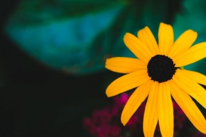  rudbeckia 花 黄色 花瓣 模糊 宏观 4k壁纸 3840x2160