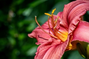 天 花 花瓣 微距 粉红色 4k壁纸 3840x2160