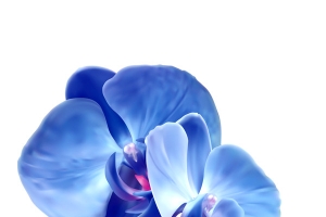 蝴蝶兰花