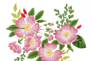 水彩手绘芙蓉花图案