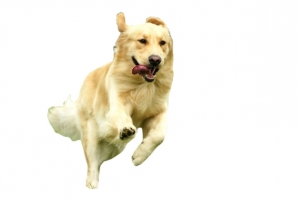 奔跑的狗狗