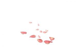 手绘花瓣不规则掉落