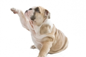 搞笑斗牛犬