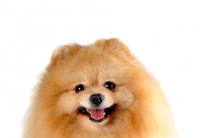 小狗
