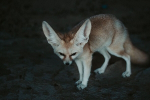  fennec狐狸 fennec 狐狸 动物 野生动物 4k壁纸 3840x2160