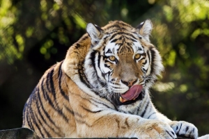西伯利亚虎 突出的舌头 捕食者 大猫 野生动物 4k壁纸 3840x2160