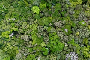 苔藓 地衣 植物 宏观 4k壁纸 3840x2160