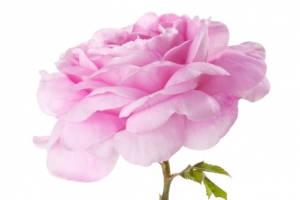 一枝粉色鲜花