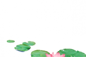 荷花荷叶png，免扣素材