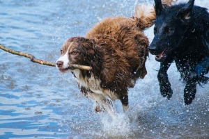 切萨皮克海湾寻回犬 荷兰水猎犬4K壁纸