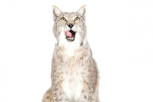 舔嘴猫咪