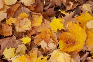 秋天满地叶子风景5k手机壁纸