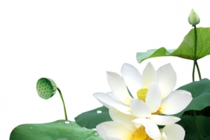 高清创意立绘合成效果白色莲花