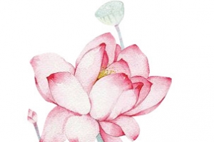 水墨画莲花粉色莲藕