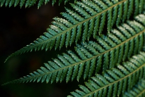 蕨类植物 叶子 雕刻 绿色 树枝 4k壁纸 3840x2160