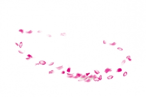 粉色花瓣