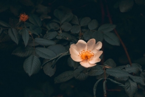 野生玫瑰 灌木 树叶 4k壁纸 3840x2160