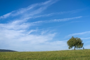 树 草 天空 自然 风景 4k壁纸 3840x2160