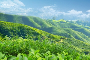 春茶节茶叶茶园绿色PSD分层主图背景素材
