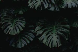 叶子 绿色 深色 植物 4k壁纸 3840x2160