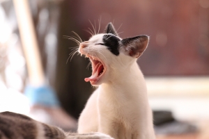动物 猫 小猫 搞笑 打呵欠 4K壁纸