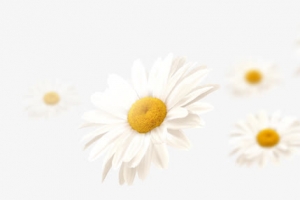 菊花漂浮物