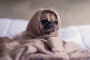  pug 狗 宠物 有趣 悲伤的 4k壁纸 3840x2160