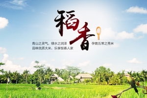清新稻田大米主题背景图